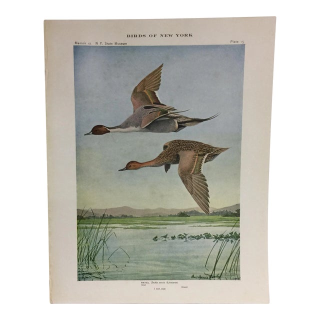 Vintage Birds of New York Pintail Ducks Print For Sale