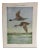 Vintage Birds of New York Pintail Ducks Print For Sale