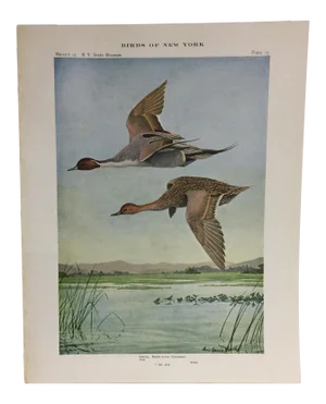 Vintage Birds of New York Pintail Ducks Print