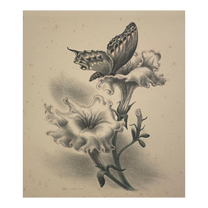 1935 Victoria Hutson Huntley Petunia & Butterfly Lithograph