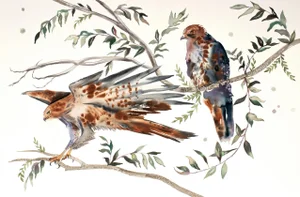 "Red-Tailed Hawks No. 2" - Original Birds on Branches Watercolor Ink Painting by Elizabeth Becker
