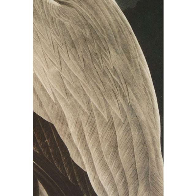 Wood John James Audubon Ornithological, 'American White Pelican' For Sale - Image 7 of 12