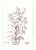 Botanical drawing by New York artist Myriam Cahn (1933-2018). Salmagundi Club named an award after her in 2019. Signed...