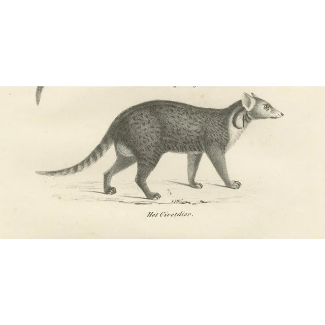 Genet and Civet and African Civet, 1836, Lithograph For Sale - Image 3 of 10