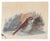 Miniature watercolor and gouache by Pennsylvania artist Helena Krause Beacham (1900 - 1994). Unsigned with estate stamp on...