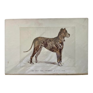 1950s Vintage Print of Great Dane For Sale