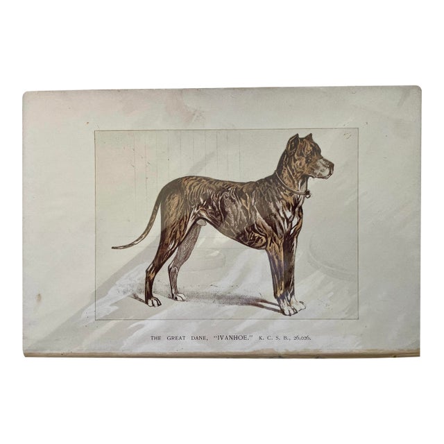 1950s Vintage Print of Great Dane For Sale