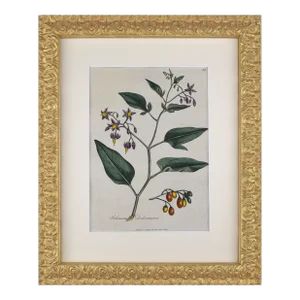 Early 19th Century English Hand Colored Floral Botanical Engraving of Bittersweet Nightshade by William Woodville