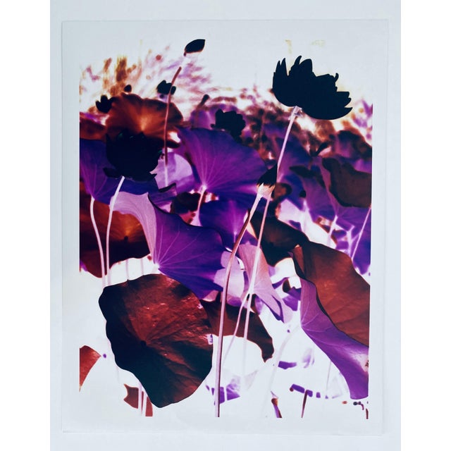 Jeffrey Rothstein, Flora Fauna Series Vintage Color Photograph Abstract Flower Fuji Crystal Photo, c.1998 For Sale - Image 4 of 5