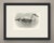 This antique bird print shows an eider drake swimming, the back and wing coverts white, the underparts black, the crown...