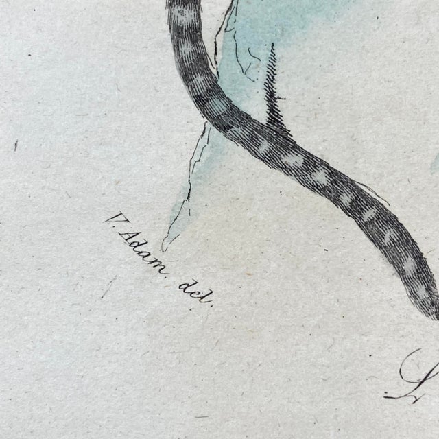 Tan French Antique 18th Century "L'Ouistite" Monkey Engraving Hand Colored Signed Artwork For Sale - Image 8 of 12