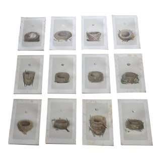 Antique 19th Century Hand Colored Bird Nest & Egg Lithographs - Set of 12 For Sale