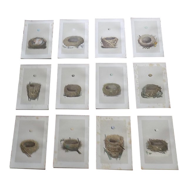 Antique 19th Century Hand Colored Bird Nest & Egg Lithographs - Set of 12 For Sale