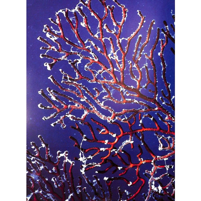 "Coral Gardens" 1978 Riefenstahl, Leni For Sale In New York - Image 6 of 8