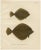 Wilhelm von Wright, Flounder and Plaice, Lithograph, 1895 For Sale