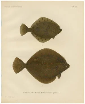 Wilhelm von Wright, Flounder and Plaice, Lithograph, 1895