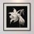 39' X 39' - 'Brugmansia Flower' #1 - Black and White Botanical Photography Print For Sale - Image 4 of 5