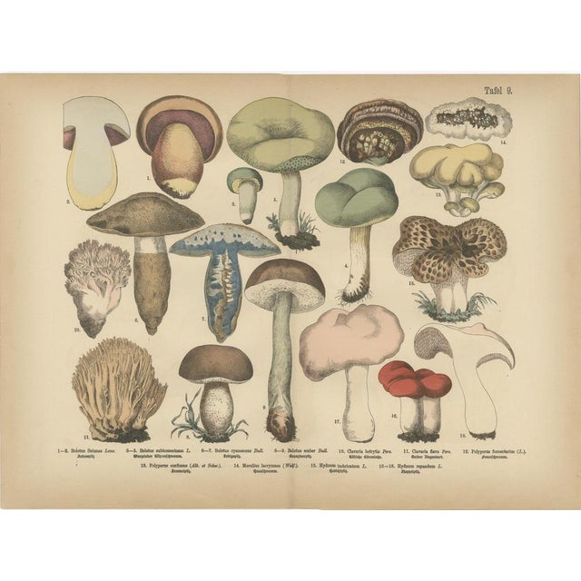 Dr. Wilhelm Fünfstück, Parasol & Boletes Mushrooms, 1885, Paper For Sale - Image 3 of 9