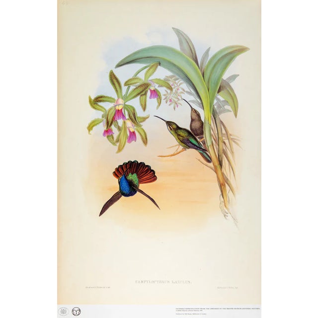 This is a special-edition facsimile of the Lazuline Sabre Wing or Campylopterus Lazulus (Plate 44) from Volume II of A...