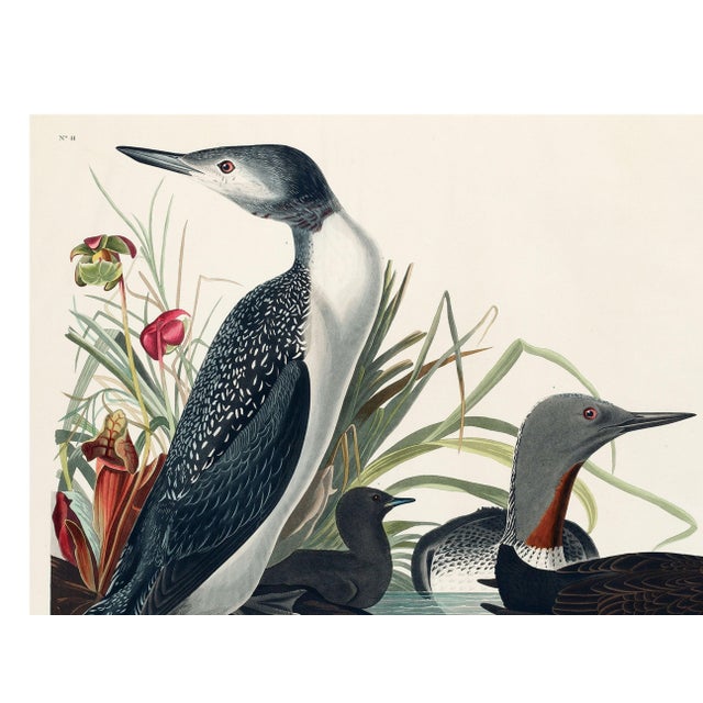 Not Yet Made - Made To Order Red-Throated Diver, Vintage Art Print Reproduction From Birds of America by John James Audubon, 32" X 24" For Sale - Image 5 of 8