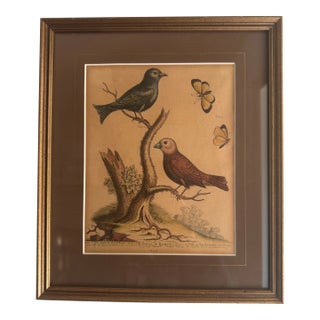 Original George Edwards Bird Print, Malacca Gros-Beack & Jacarini of Marggrave; Cooper Plate, Etching and Engraving, Hand Colored For Sale
