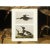 1966 Vintage Cottage Print "Large-Billed Guillemot & Ring-Necked Duck" After John James Audubon For Sale In Dallas - Image 6 of 7