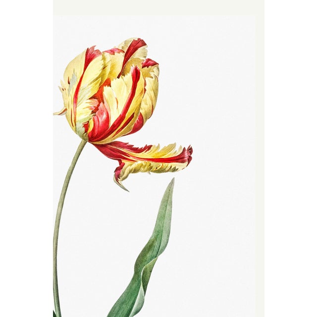 Didier's Tulip by Redouté, Vintage Botanical Art Print, 30" X 40" For Sale - Image 4 of 9