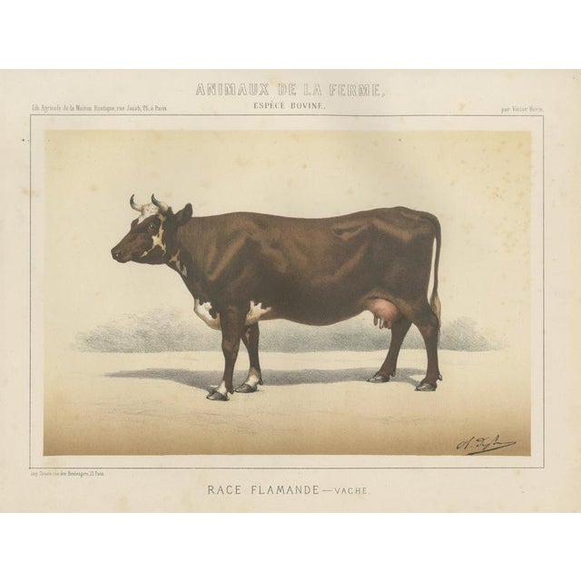 Borie, Flemish Cow, French Cattle Breed, 1863, Chromolithograph For Sale - Image 9 of 9
