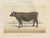 Borie, Flemish Cow, French Cattle Breed, 1863, Chromolithograph For Sale - Image 9 of 9
