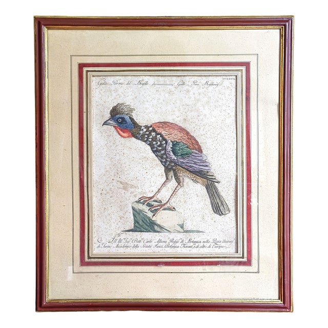 Saverio Manetti, Gallo Pavone del Brasile, 20th Century, Print, Framed For Sale