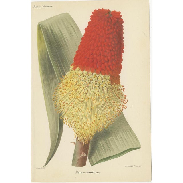 Del. - Delineavi, Botanicals from Revue Horticole: 19th Century Garden Showcase, Print For Sale - Image 3 of 6