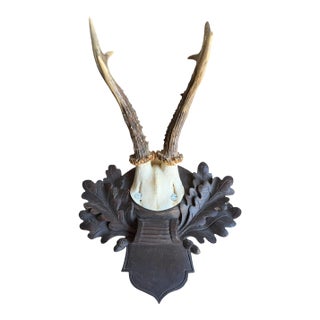 Roe Deer Trophy 226 Black Forest Antlers For Sale