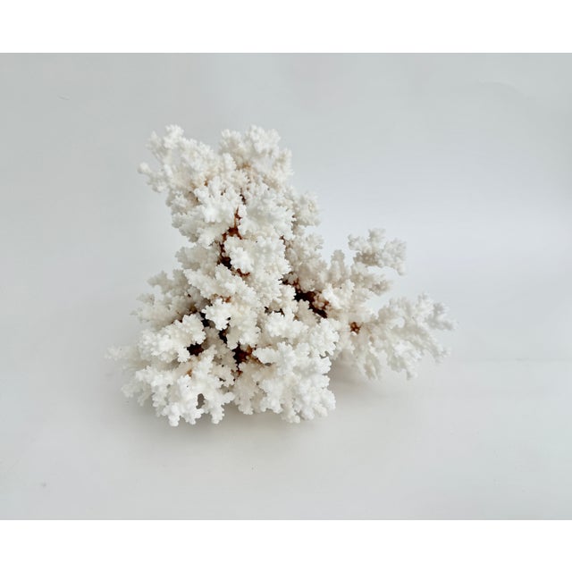 Exceptional Natural Brown Stem Coral Specimen For Sale - Image 9 of 11