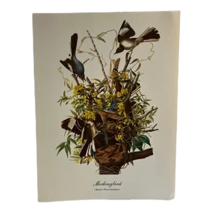 1960s After Audubon Mockingbird Print