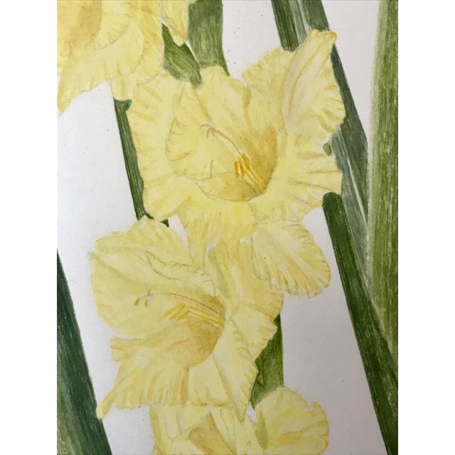 1990s Vintage Original Watercolor Flowers Iris and Gladiolas Janet Delonga For Sale - Image 5 of 8