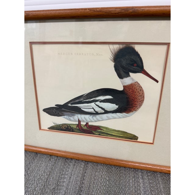 Design Plus Gallery present presents a Pair Reproduction Prints of Vintage French Duck Etchings by Jan Christiaan Sepp....