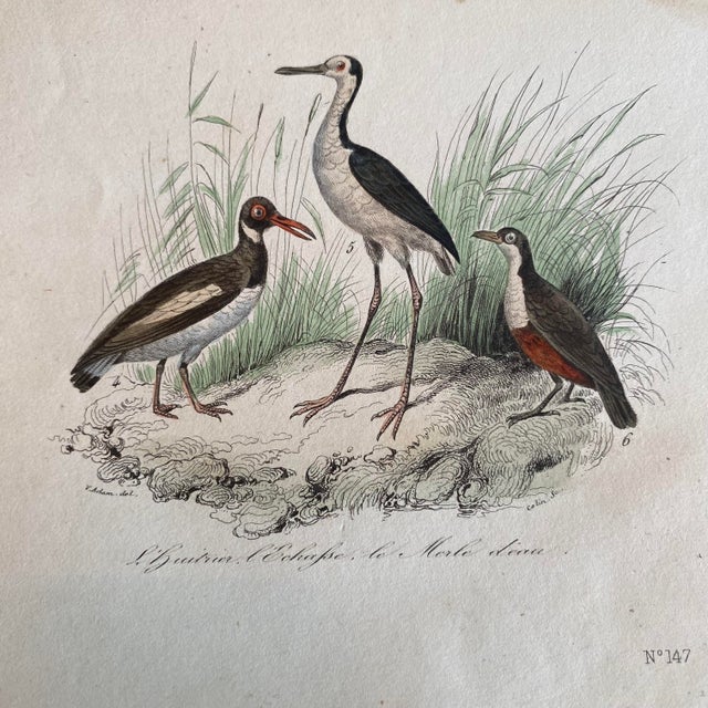 French French Antique 18th Century Bird Engraving Hand Colored Signed Artwork For Sale - Image 3 of 4