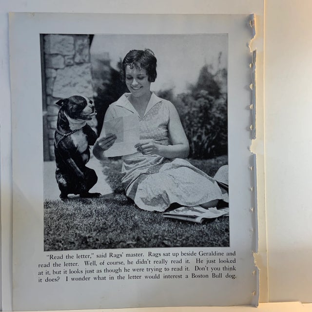 1933 Dog Book Illustration Boston Bull Dog Print For Sale - Image 4 of 4