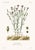 *** The botanical prints are offered unframed. The framed imagery shown is intended solely as a lifestyle presentation to...