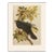 1966 Raven by John James Audubon, Vintage Cottage Print For Sale