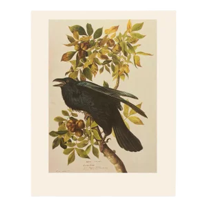 1966 Raven by John James Audubon, Vintage Cottage Print