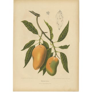 Hoola van Nooten, Mango Botanical, 1880, Chromolithograph For Sale
