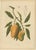 Hoola van Nooten, Mango Botanical, 1880, Chromolithograph For Sale
