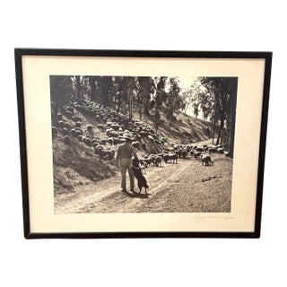 1951 Black/White Man With Sheepdog Photograph For Sale