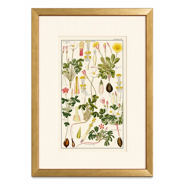 An elegant and highly decorative pair of original hand-colored botanical engravings from Dr. David Nathaniel Friedrich...