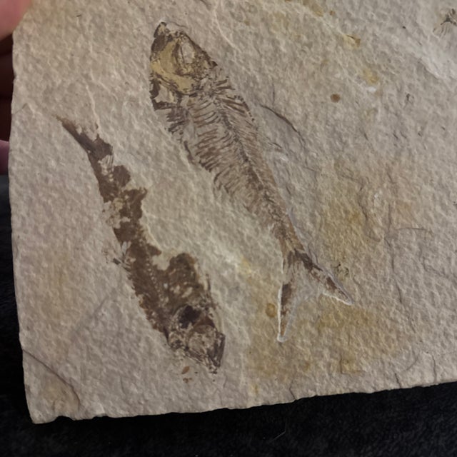 Realism Fossil Plate With Two Extinct Fish a Diplomystus and Knightia For Sale - Image 3 of 4