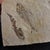 Realism Fossil Plate With Two Extinct Fish a Diplomystus and Knightia For Sale - Image 3 of 4