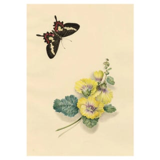 Louisa Hare, Cattleheart Butterfly & Hollyhock Flower, 1832, Watercolour For Sale