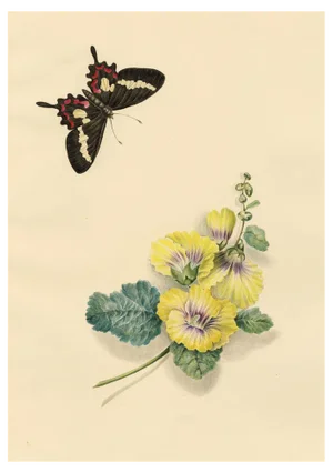 Louisa Hare, Cattleheart Butterfly & Hollyhock Flower, 1832, Watercolour
