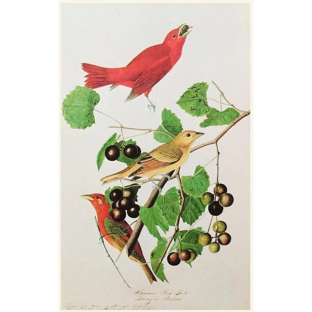 Red Summer Bird by John James Audubon, 1966 American Classical or Chinoiserie Print For Sale - Image 9 of 10